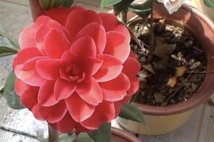 茶花的浇水技巧（科学养护，茁壮成长）