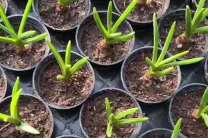 风信子种球的繁殖技巧（掌握风信子繁殖，打造花园的绚丽景色）
