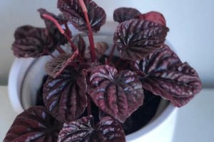 如何正确养护红皱叶椒草（了解红皱叶椒草的生长需求，打造健康绿色家园）