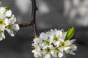 探秘梨花的主要颜色（白色、粉色、黄色三种颜色中的胜出者）