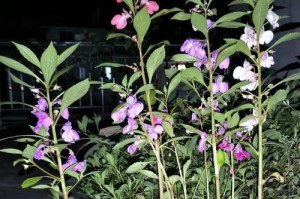 凤仙花烂叶子，如何拯救？（花草养护须知，养出美丽凤仙花）