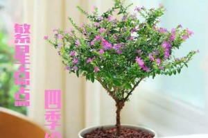 如何养活满天星盆景盆栽（满天星盆景盆栽养护技巧及注意事项）