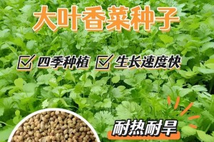 种植香菜的最佳季节（探讨香菜在不同季节的种植条件与方法）