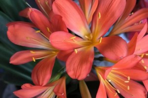 君子兰开花之预示与寓意（揭秘君子兰开花的神秘寓意，折射生命的美丽）