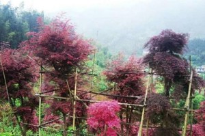 红枫移栽最佳时间（掌握移栽时间，让红枫更茂盛）
