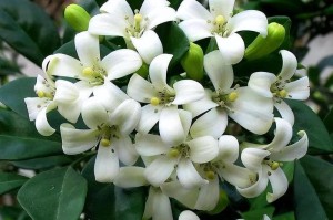 如何选择九里香的剪枝时间（合适的剪枝时间和技巧，让九里香更健康茁壮）