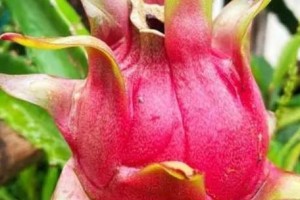 花椒喜阴还是喜阳？揭秘种植花椒的关键（破解花椒喜阳或喜阴的谜团，让你轻松栽培花椒！）