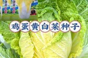 大白菜的生熟吃法（探讨大白菜的最佳食用方式）