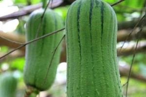 八角丝瓜开花结果时间及栽培要点（掌握八角丝瓜栽培技巧，轻松收获丰收果实）