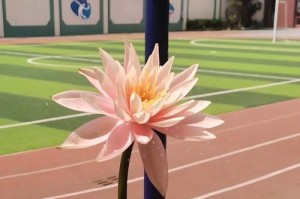 睡莲修剪必知，让花园更美（掌握睡莲修剪技巧，让水上花开得更漂亮）