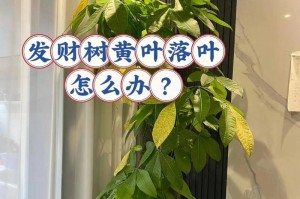 发财树的作用与功效（招财纳福福气满满）