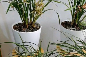 夏季兰花养护全攻略（以夏天种植的兰花的养护要点和注意事项）