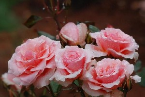 花开智慧，睿智之花（探寻花朵中的智慧，揭秘花语与人生哲理）