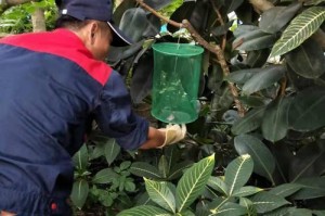 海棠虫害防护指南（保护海棠花园免受海棠虫害的方法与技巧）