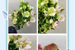 《菟葵花鲜花的养护指南》（美丽盛放关键在细节——菟葵花的日常养护）