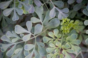 草本植物——自然的药箱（发现自然之美，探秘草本植物的药用价值）