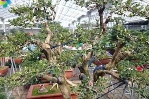 九里香的地栽方法详解（种植技巧、注意事项、生长环境）