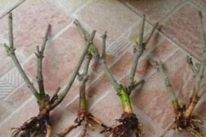 以水插栀子花的方法和技巧（揭秘水插栀子花的生长奥秘，让您的花园更美丽动人）