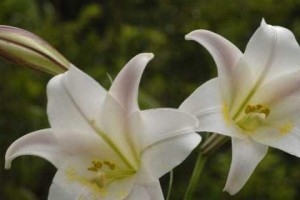 百合花的花香有毒吗？（揭开百合花的毒性之谜）