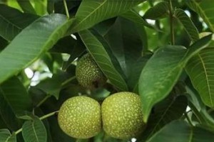 核桃采摘知识详解（了解核桃成熟期和采摘技巧，享受健康美味）