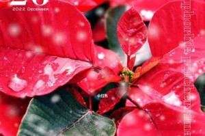 一品红花期与开花次数揭秘（了解一品红开花习性，让您的盆栽更加生机勃勃）