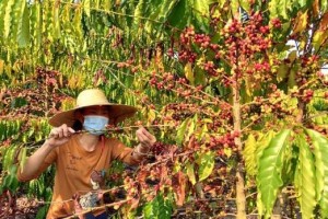 咖啡种子的种植方法（从种子到咖啡，如何种植咖啡种子成为一位专业的农夫）