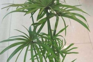 水竹的养殖技巧（打造健康茂盛的水竹之道）