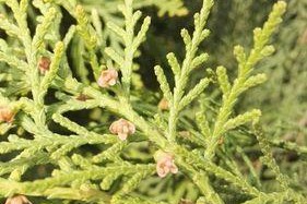 探秘柏树开花的奥秘（从颜色到样子，一一为你揭秘）