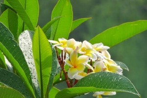 探秘鸡蛋花——一个令人惊艳的花卉品种（美丽迷人的鸡蛋花，你了解多少？）