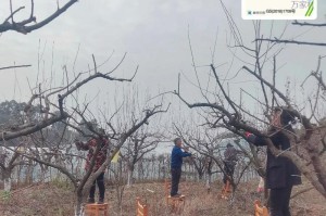 李子树的剪枝时间与技巧（掌握这些技巧，让你的李子树健康成长）