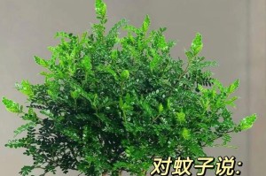 如何拯救半死不活的清香木（重振生机，让清香再次绽放）