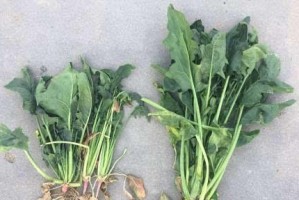 菠菜种植的浇水方法（菠菜生长需要多少水？）