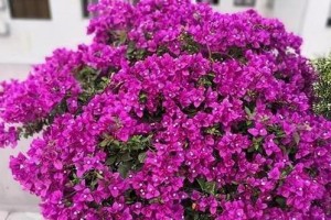 巴西紫三角梅勤花，美不胜收（探寻巴西紫三角梅勤花之美）