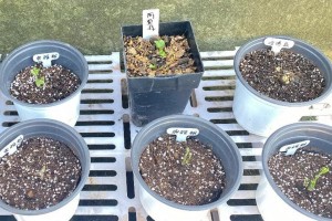 花毛茛的种植与养护指南（打造美丽花园的关键，学会正确种植与养护）
