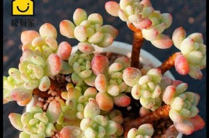以劳尔凝脂莲的授粉过程（探索劳尔凝脂莲的繁育机制与技术方法）