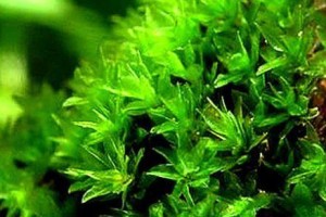探秘神奇的墙藓（认识墙藓的生长环境、特点和用途）