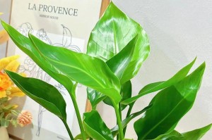 鹤望兰的养殖方法与注意事项（打造优美高贵的室内植物）