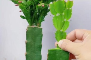 以蟹爪兰嫁接后的养护方法（掌握蟹爪兰嫁接技巧，打造更美的蟹爪兰花园）