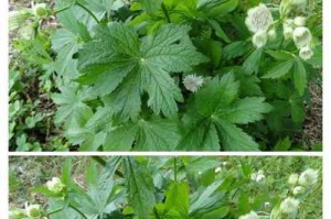 红豆杉开花结果全攻略（几月开花？何时结果？如何繁殖？-了解红豆杉的所有生长秘密）