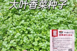 香菜的季节种植与养护技巧（春季是最佳种植时机）