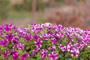 矮牵牛是否能在冬天开花？（探究矮牵牛冬季开花的奥秘）