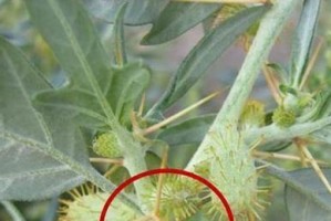 苍耳的生长环境和地方条件（了解苍耳适生的环境和条件，为种植管理提供参考）