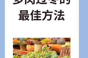 如何养护红冬云，打造迷人多肉花园（红冬云养护关键技巧，让你的多肉植物更美丽）
