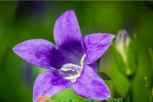 风信子花期及花期长度的详细介绍（了解风信子的花期，享受美丽春光）
