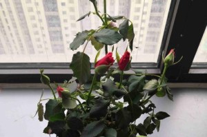 丁香花叶子为何会发蔫？（探究丁香花叶子发蔫的原因及防治方法）