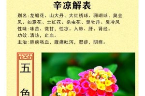 五色梅扦插繁殖的技巧与方法（学会这些关键步骤，让你的五色梅繁衍生息）