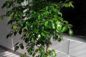 如何选择最适合平安树的栽培土？（全面了解平安树栽培所需的土质和配比，打造健康的绿色家居环境）
