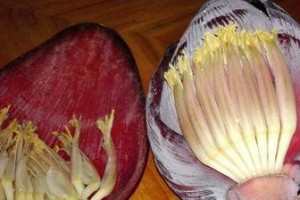 芭蕉花真的可以吃吗？（探讨芭蕉花的营养价值与适宜食用方式。）
