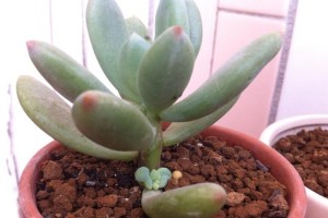 青星美人（探索植物的魅力与奥秘）
