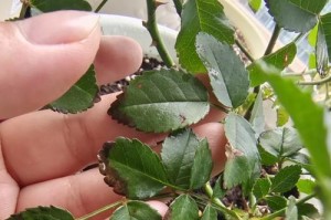 红鳞蒲桃叶尖发黑的原因与解决方法（探究红鳞蒲桃叶尖发黑的成因，并提供有效解决方案）
